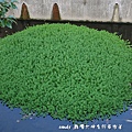 (小二仙草科)粉綠狐尾藻