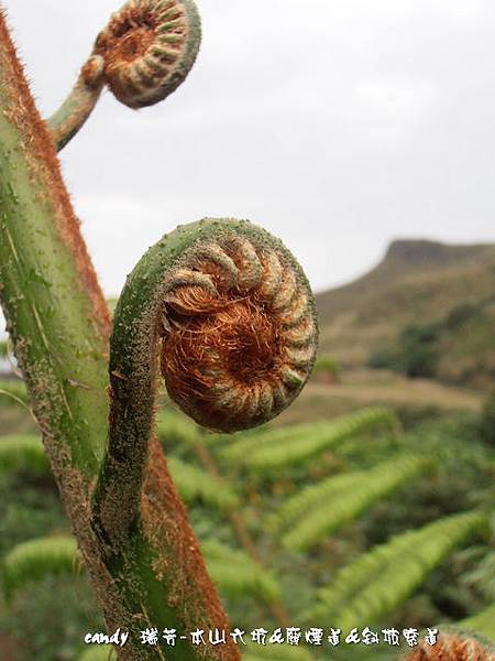 (桫欏科)筆筒樹嫩葉