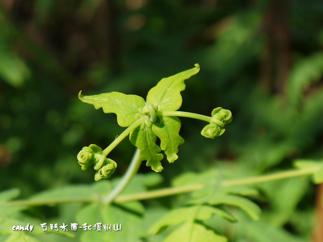 (碗蕨科)栗蕨 (碗蕨科)栗蕨