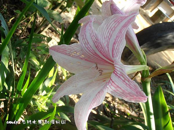 (百合科)孤挺花