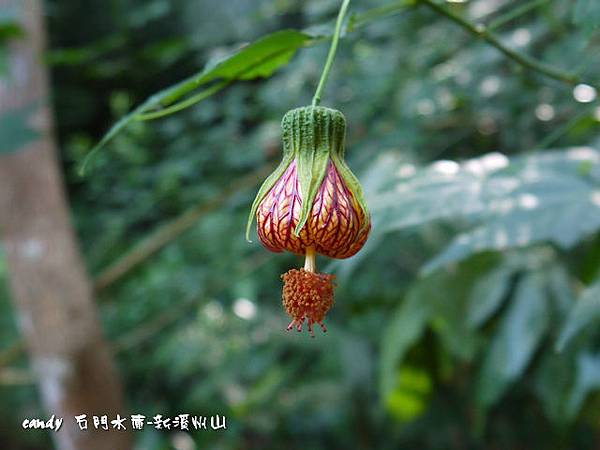 (錦葵科)風鈴花、燈籠花