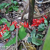 (薑科)三奈,台灣山薑