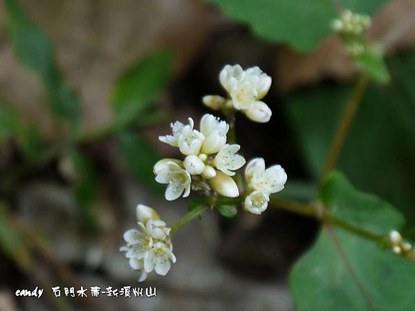 (蓼科)火炭母草