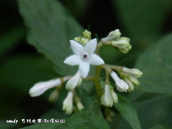 (茜草科)舌根草