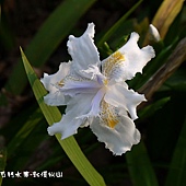 (鳶尾科)日本鳶尾花