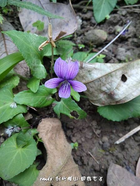 (菫菜科)小菫菜