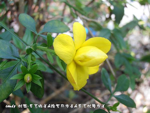 (木犀科)雲南黃馨