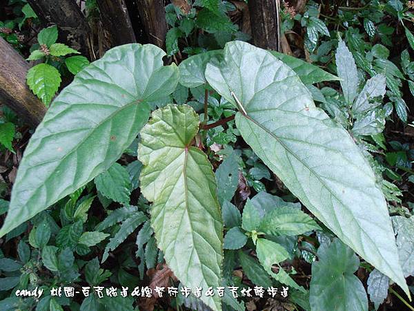 (秋海棠科)圓果秋海棠