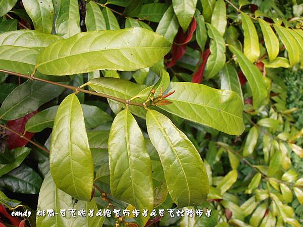 (大戟科)青紫木別名紅背桂