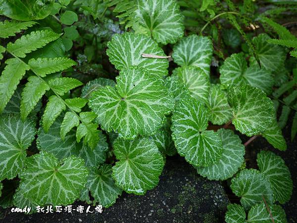 (虎耳草科)虎耳草