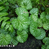 (虎耳草科)虎耳草