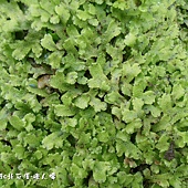 (地錢科)石地錢，地錢門是苔蘚植物中的一門。和其他的苔蘚植物一樣，地錢門植物在其生命週期內主要以配子體的形態存在著。 地錢門預估約有6千至8千個物種