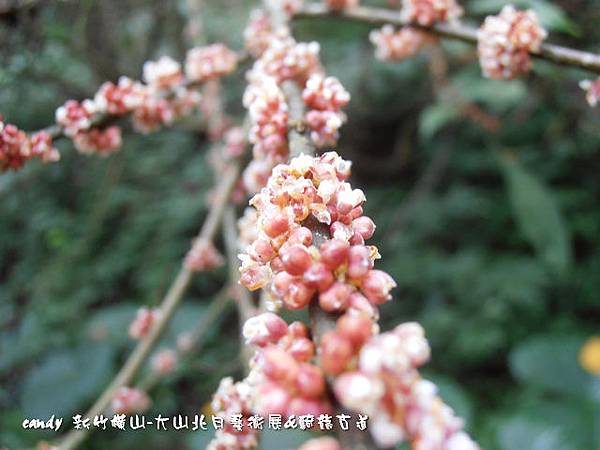 (蕁麻科)長梗紫苧麻的花