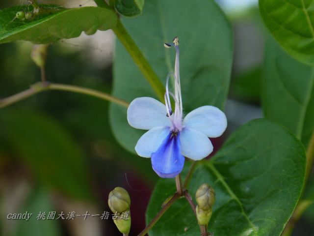 85-(馬鞭草科)藍蝴蝶花