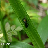 (菊虎科)台南琉璃異菊虎