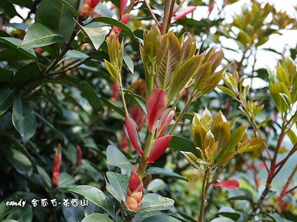 (樟科)紅楠花芽