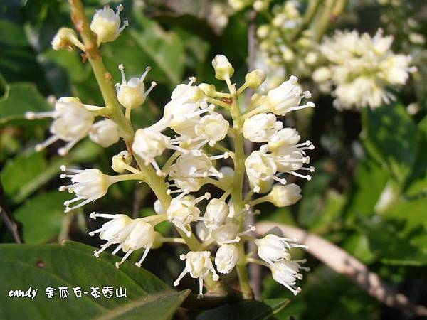 (虎耳草科)鼠刺