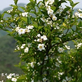 (薔薇科)台灣老葉兒樹(華石楠)