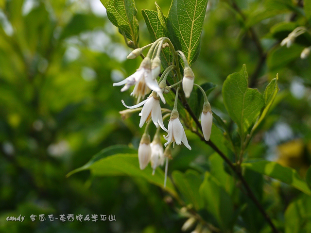 47-(虎耳草科)大葉溲疏