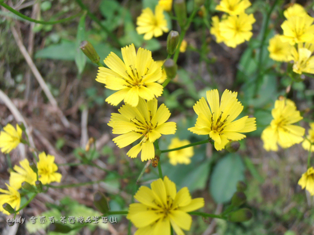 67-(菊科)兔兒菜