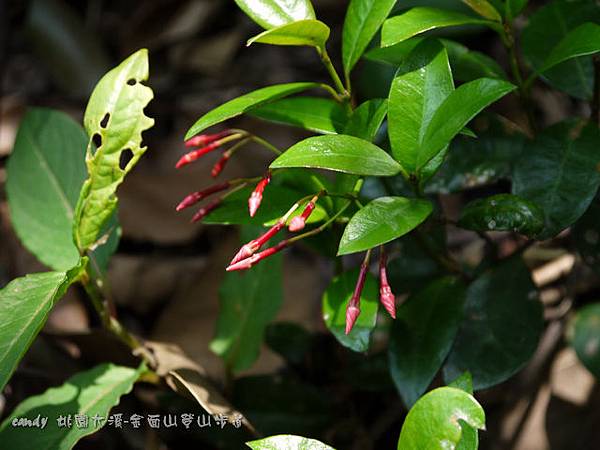 (夾竹桃科)細梗絡石