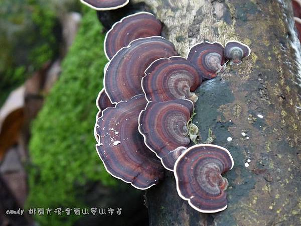 (多孔菌科)相鄰小孔菌