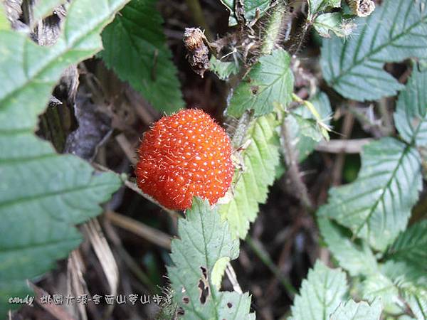 (薔薇科)虎婆刺
