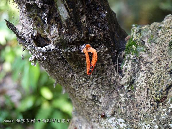 (籠頭菌科)紡錘佛手菌，又稱三爪假生鬼筆