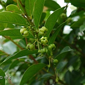 (大戟科)細葉饅頭果