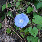 (旋花科)野牽牛花