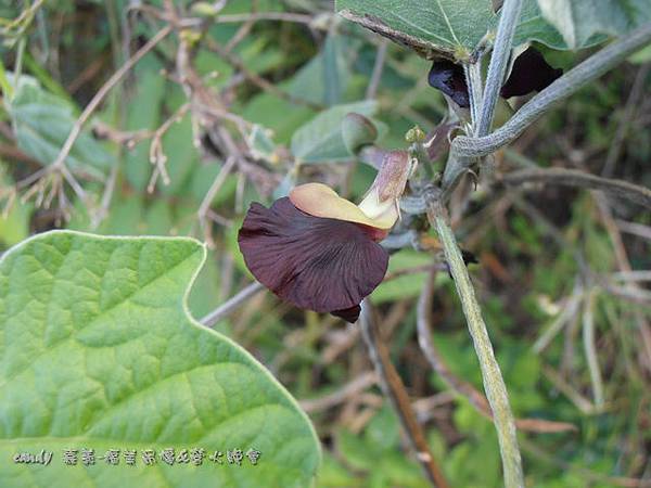 (豆科)賽芻豆