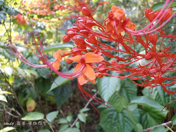 (馬鞭草科)龍船花