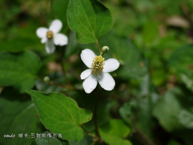 45-(三白草科)蕺菜(魚腥草)