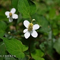 (三白草科)蕺菜(魚腥草)