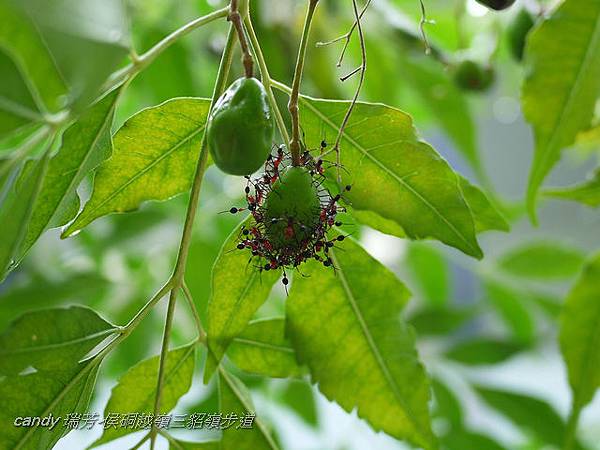 (緣蝽科)粗副黛緣椿象早齡若蟲