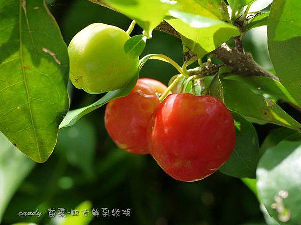 (黃褥花科)西印度櫻桃