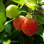 (黃褥花科)西印度櫻桃