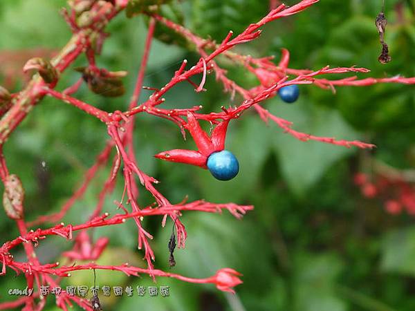 (馬鞭草科)龍船花