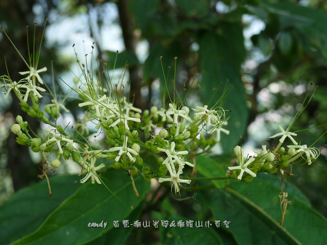 40-(馬鞭草科)大青