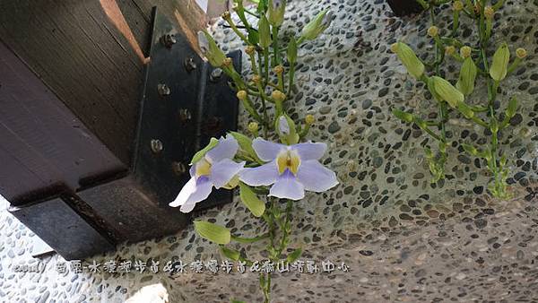 (爵床科)大鄧伯花