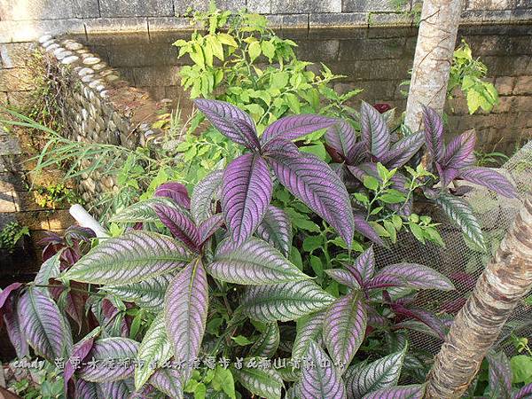 (爵床科)波斯紅草