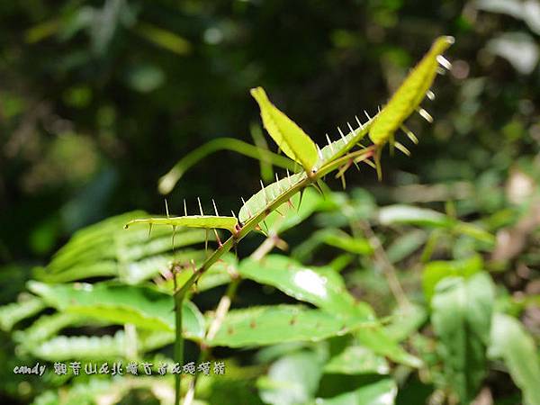 (芸香科)雙面刺