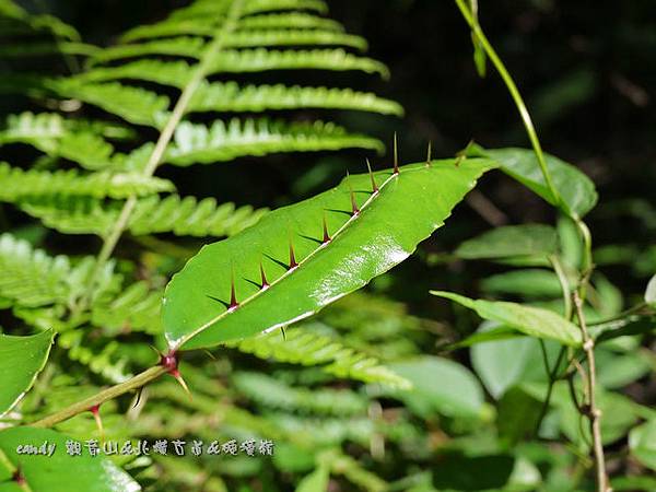 (芸香科)雙面刺