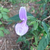 (爵床科)長花九頭獅子草