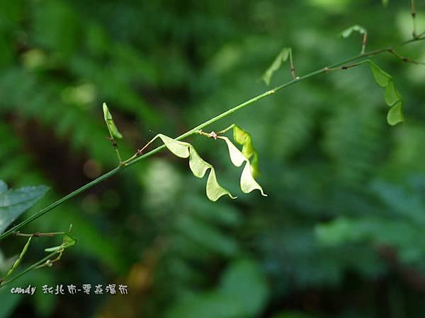 (豆科)細梗山螞蝗的莢果