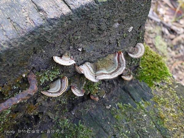 (多孔菌科)東方栓菌