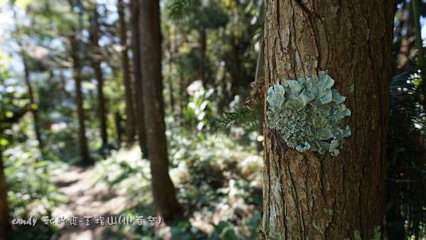 (梅衣科)-地衣體-葉狀地衣（lichen）是真菌和光合生物（綠藻或藍细菌）