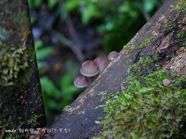 (口蘑科)紅紫柄小菇