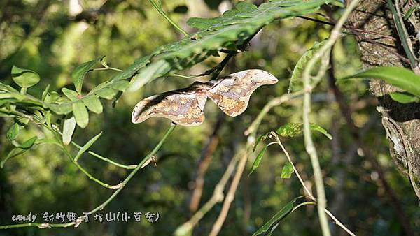 (天蠶蛾科)大綠目天蠶蛾