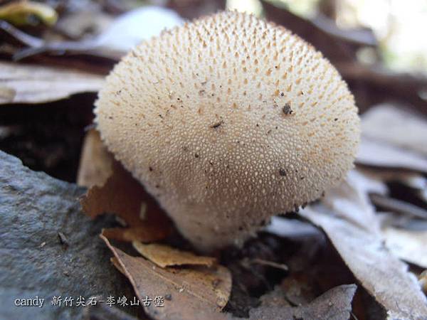 (馬勃科)網紋馬勃